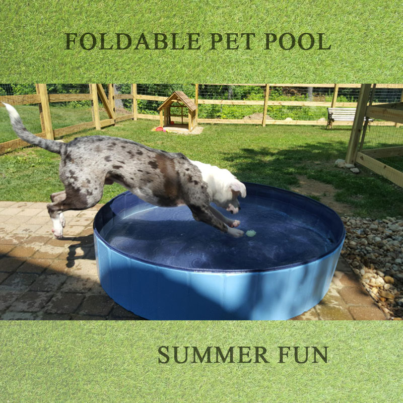 Meilleures piscines pour chiens pour que votre animal de compagnienage tout au long de l\'été